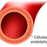 Testes de função endotelial
